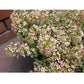 Renee's Garden Alyssum Summer Peaches - Grow Organic Renee's Garden Alyssum Summer Peaches Flower Seed & Bulbs