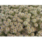 Renee's Garden Alyssum Summer Peaches - Grow Organic Renee's Garden Alyssum Summer Peaches Flower Seed & Bulbs