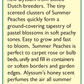 Renee's Garden Alyssum Summer Peaches - Grow Organic Renee's Garden Alyssum Summer Peaches Flower Seed & Bulbs