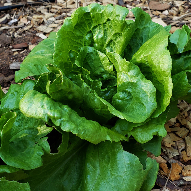 Organic Anuenue Lettuce from $3.99 - Grow Organic Anuenue Lettuce Seeds (Organic) Vegetable Seeds
