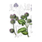 Strictly Medicinal Organic Burdock, Gobo - Grow Organic Strictly Medicinal Organic Burdock, Gobo Herb Seeds