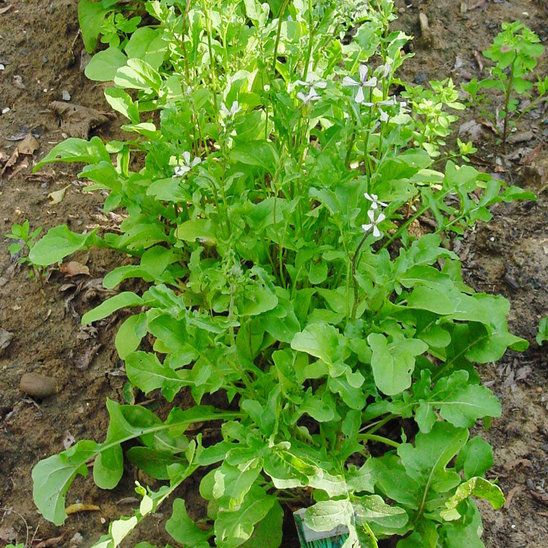 Arugula Greens Seeds (Organic) - Grow Organic Arugula Greens Seeds (Organic) Vegetable Seeds
