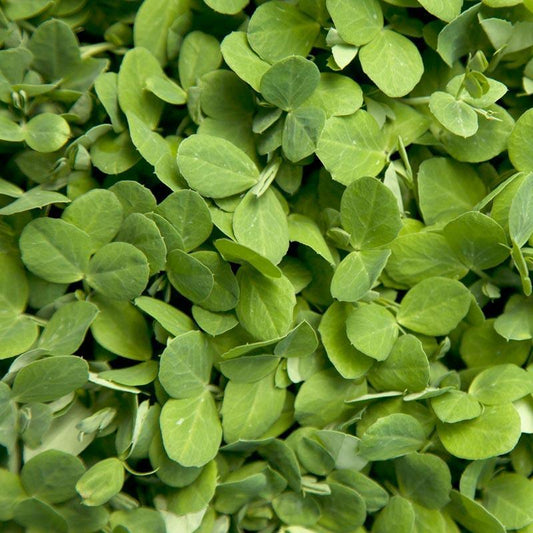 Austrian Winter Peas - Raw Seed - Grow Organic Austrian Winter Peas - Raw Seed (lb) Cover Crop