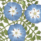 Baby Blue Eyes (1/4 lb) - Grow Organic Baby Blue Eyes (1/4 lb) Flower Seeds