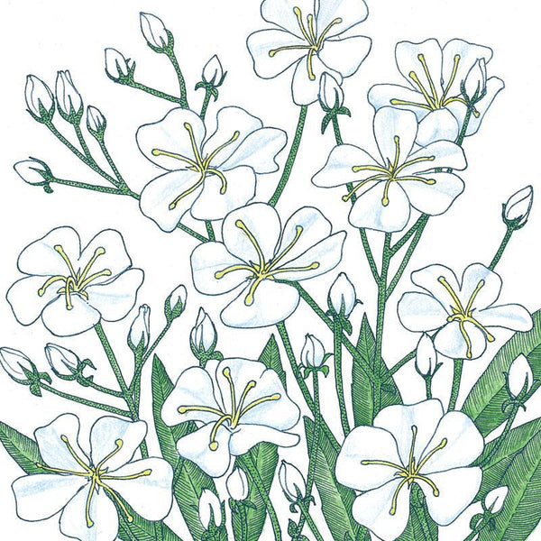 Baby's Breath (1/4 lb) - Grow Organic