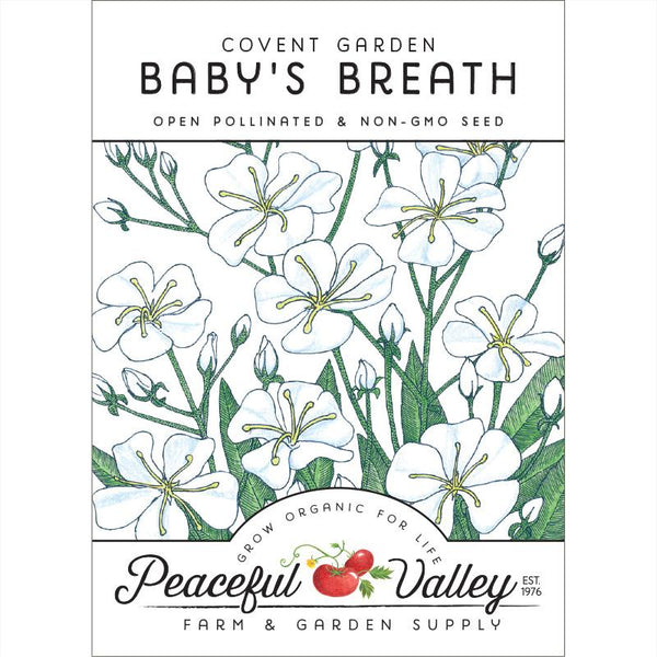 Baby's Breath – Covent Garden – Hume Seeds