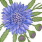 Bachelor Buttons (1/4 lb) - Grow Organic Bachelor Buttons (1/4 lb) Flower Seeds