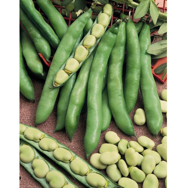 Broad Windsor Fava Bean Seeds (Organic) - Grow Organic Broad Windsor Fava Bean Seeds (Organic) Vegetable Seeds