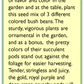 Renee's Garden Bean Bush Tricolor Gold Purple & Green Renee's Garden Bean Bush Tricolor Gold Purple & Green Vegetable Seeds