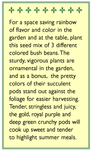 Renee's Garden Bean Bush Tricolor Gold Purple & Green Renee's Garden Bean Bush Tricolor Gold Purple & Green Vegetable Seeds