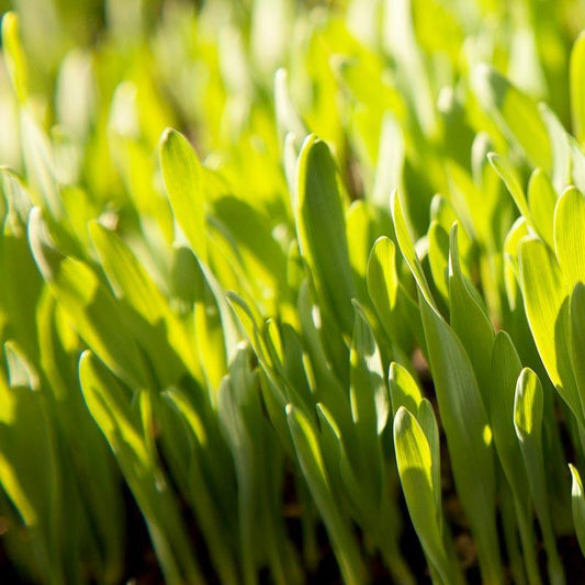 Bearded Barley Seed - Grow Organic Bearded Barley Seed (lb) Cover Crop