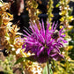 Bee Balm (pack) - Grow Organic Bee Balm (pack) Flower Seeds