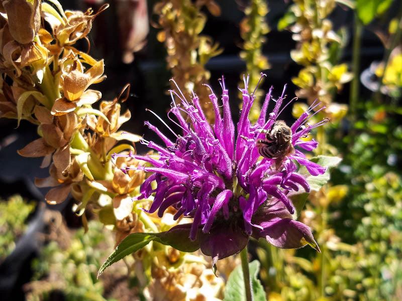 Bee Balm (pack) - Grow Organic Bee Balm (pack) Flower Seeds