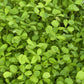 Berseem Clover - Nitrocoated Seed (lb) Grow Organic