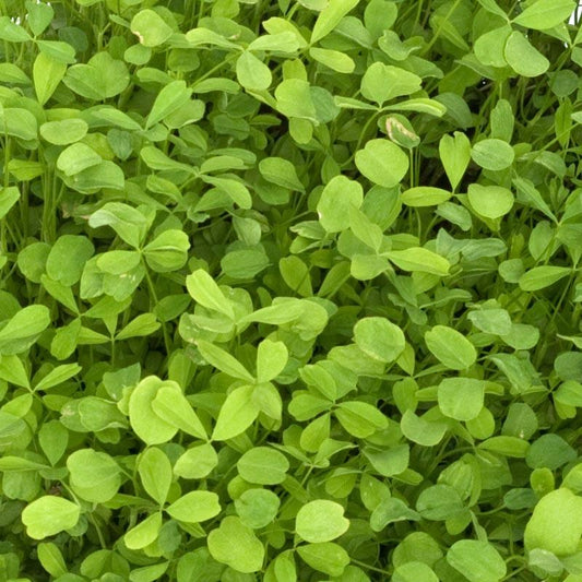 Berseem Clover - Nitrocoated Seed (lb) Grow Organic