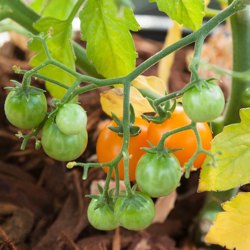 Bi-color Cherry Tomato Seeds (Organic) - Grow Organic Bi-color Cherry Tomato Seeds (Organic) Vegetable Seeds