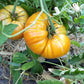 Big Rainbow Tomato Seeds (Organic) - Grow Organic Big Rainbow Tomato Seeds (Organic) Vegetable Seeds
