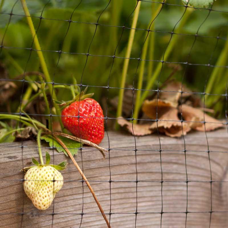 Bird Netting (14' X 14') - Grow Organic Bird Netting (14' X 14') Weed and Pest