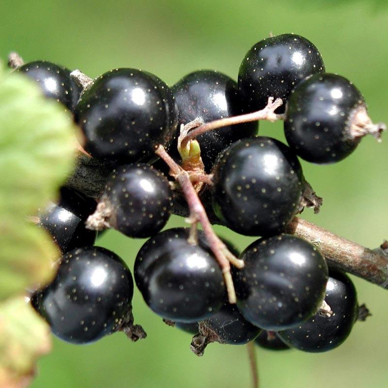 Black Currant - Consort (Each) - Grow Organic Black Currant - Consort (Each) Berries and Vines