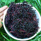 Strictly Medicinal Organic Black Elderberry - Grow Organic Strictly Medicinal Organic Black Elderberry Herb Seeds