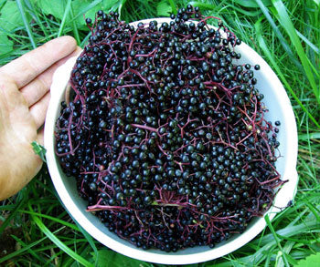 Strictly Medicinal Organic Black Elderberry - Grow Organic Strictly Medicinal Organic Black Elderberry Herb Seeds