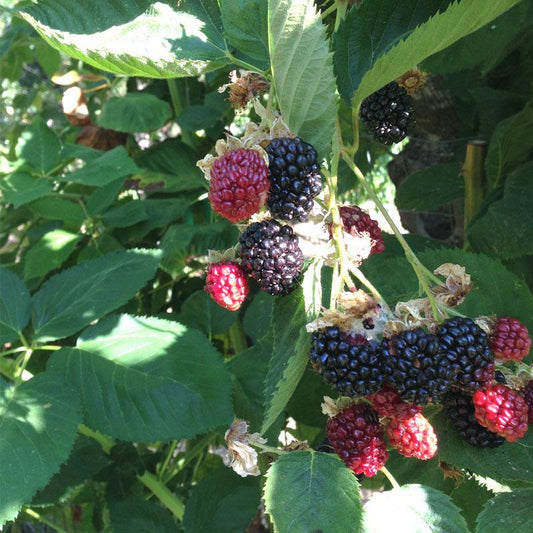 Potted Blackberry - Navajo Thornless - Grow Organic Potted Blackberry - Navajo Thornless Berries and Vines