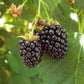 Blackberry - Triple Crown (Thornless) Grow Organic