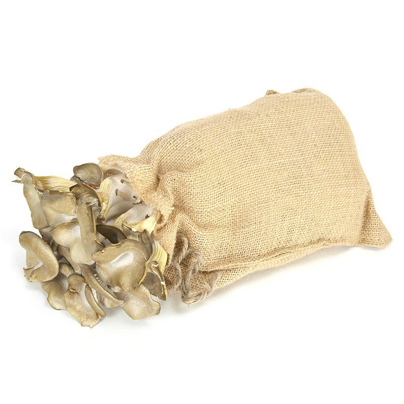 Blue Oyster Mushroom Kit in Burlap - Grow Organic Blue Oyster Mushroom Kit in Burlap Homestead