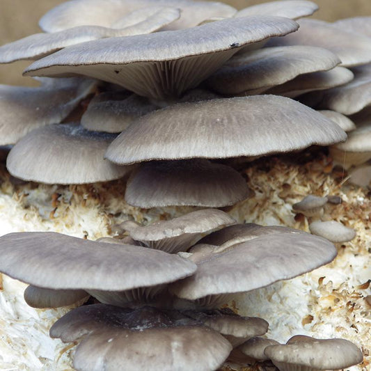 Blue Oyster Mushroom Kit - Grow Organic Blue Oyster Mushroom Kit Homestead