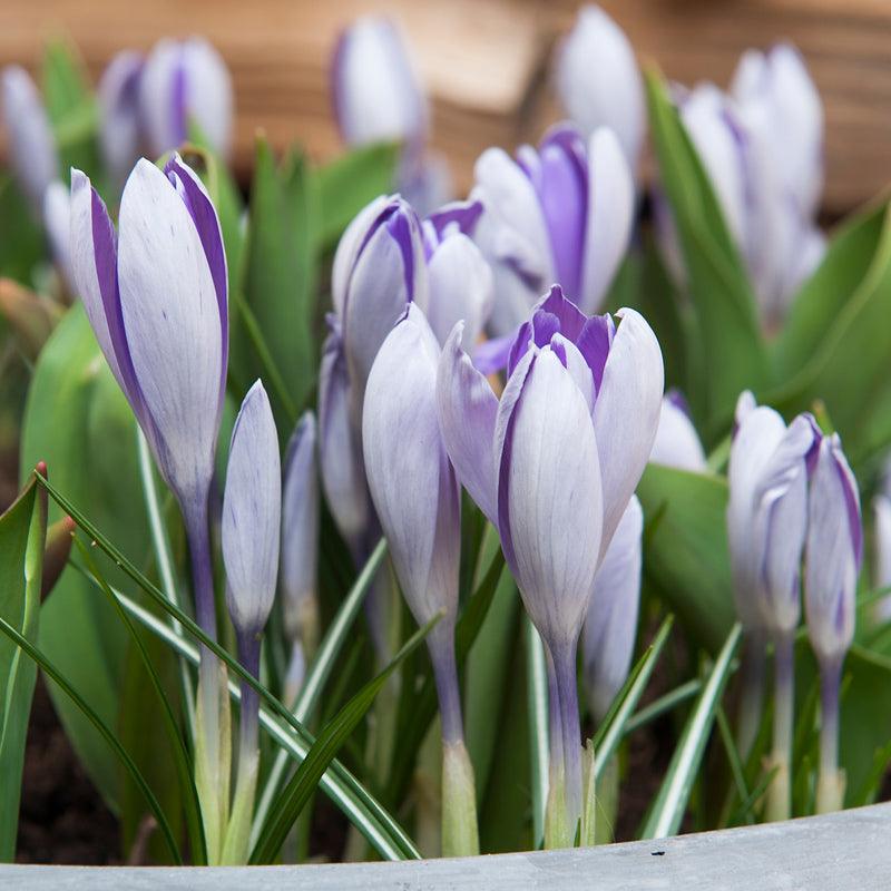 "Blue Pearl" Snow Crocus Bulbs (Pack of 20) - Grow Organic "Blue Pearl" Snow Crocus Bulbs (Pack of 20) Flower Bulbs