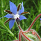 Organic Borage (1/4 lb) - Grow Organic Organic Borage (1/4 lb) Herb Seeds