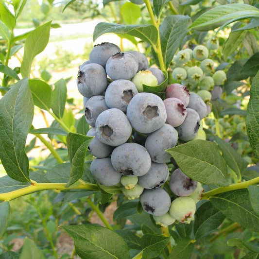 Blueberry - Bluecrop (Mid Harvest) - Grow Organic Blueberry - Bluecrop (Mid Harvest) Berries and Vines