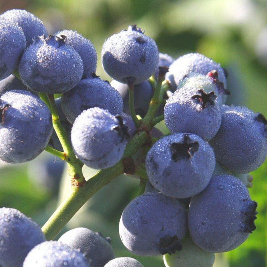 Bluegold Blueberry (Mid-season) for sale Blueberry - Bluegold (Mid-season) Berries and Vines