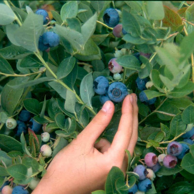 Blueberry - Emerald (Mid Harvest) - Grow Organic Blueberry - Emerald (Mid Harvest) Berries and Vines