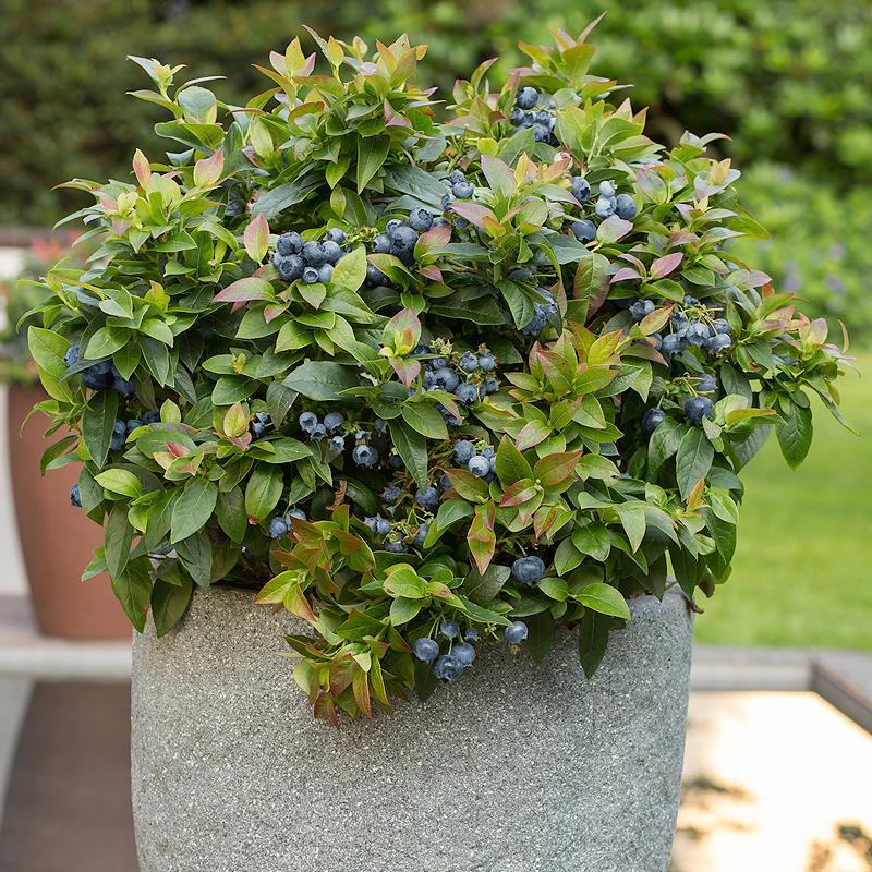 potted berry plants Potted Blueberry