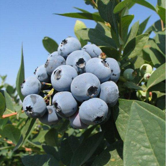 Jewel Blueberry (Early Mid-Season) for sale Blueberry - Jewel (Early Mid-Season) Berries and Vines