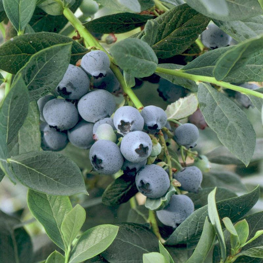 Misty Blueberry (Early Harvest) for Sale – Grow Organic Blueberry - Misty (Early Harvest) Berries and Vines
