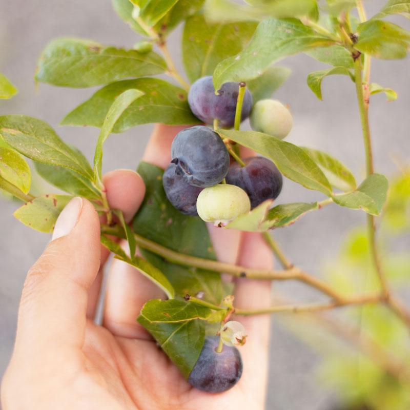 Patriot Blueberry (Early Harvest) for sale Blueberry - Patriot (Early Harvest) Berries and Vines