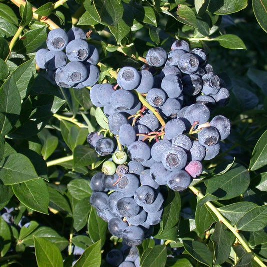 Blueberry - Reka 3.5" (Harvest Early) - Grow Organic Blueberry - Reka 3.5" (Harvest Early) Berries and Vines
