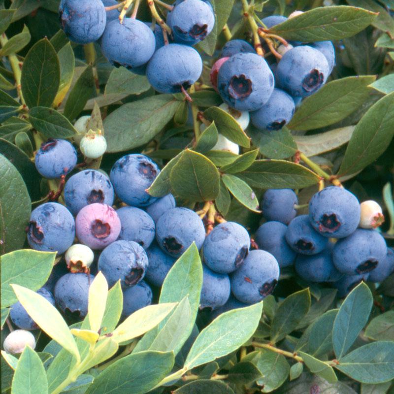 Blueberry - Sunshine Blue (Mid-Late Harvest) - Grow Organic Blueberry - Sunshine Blue (Mid-Late Harvest) Berries and Vines