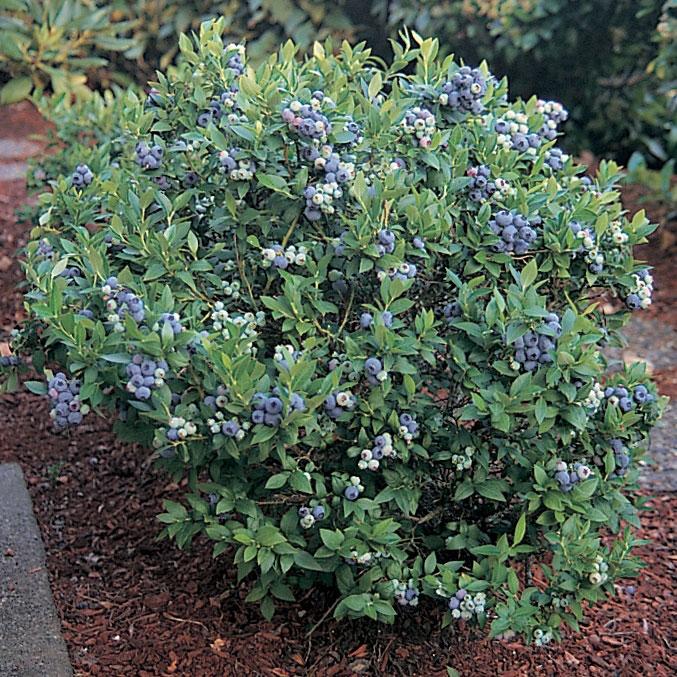Blueberry - Top Hat 3.5"  (Mid Harvest) - Grow Organic Blueberry - Top Hat 3.5"  (Mid Harvest) Berries and Vines