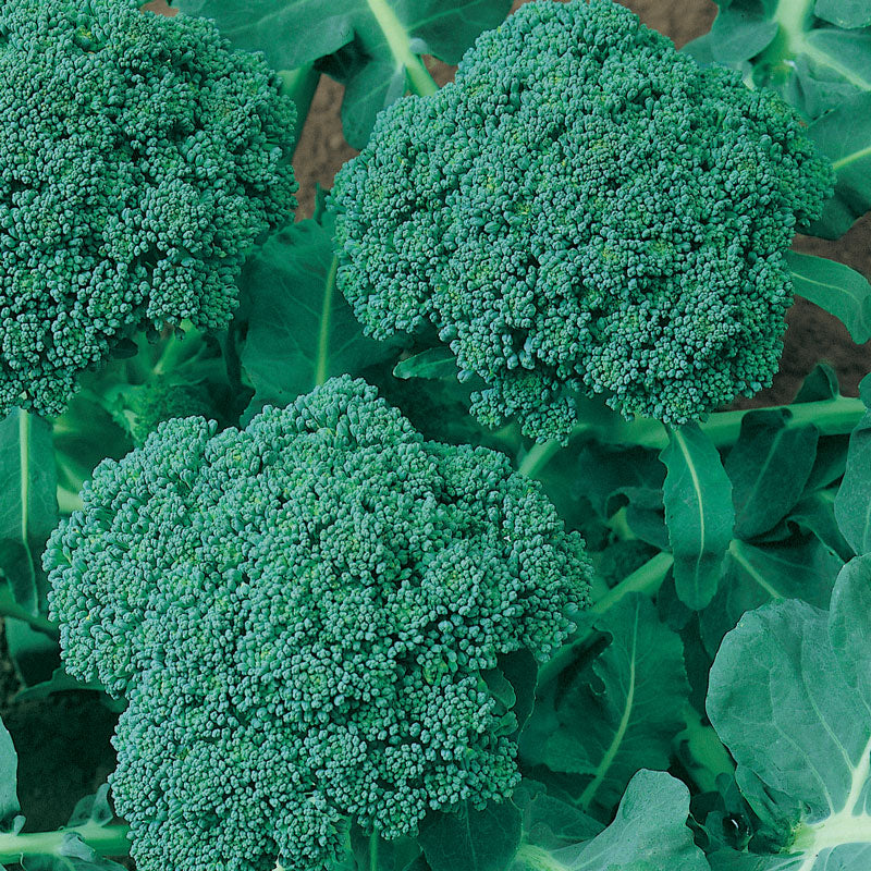 Organic Broccoli, Calabrese (1/4 lb) - Grow Organic Organic Broccoli, Calabrese (1/4 lb) Vegetable Seeds