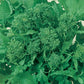 Organic Broccoli, Rapini (1/4 lb) - Grow Organic Organic Broccoli, Rapini (1/4 lb) Vegetable Seeds