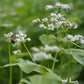 Organic Buckwheat Seed (lb) - Grow Organic