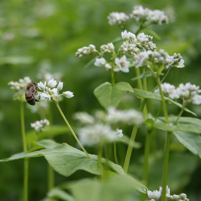 Organic Buckwheat Seed - Grow Organic Organic Buckwheat Seed (lb) Cover Crop