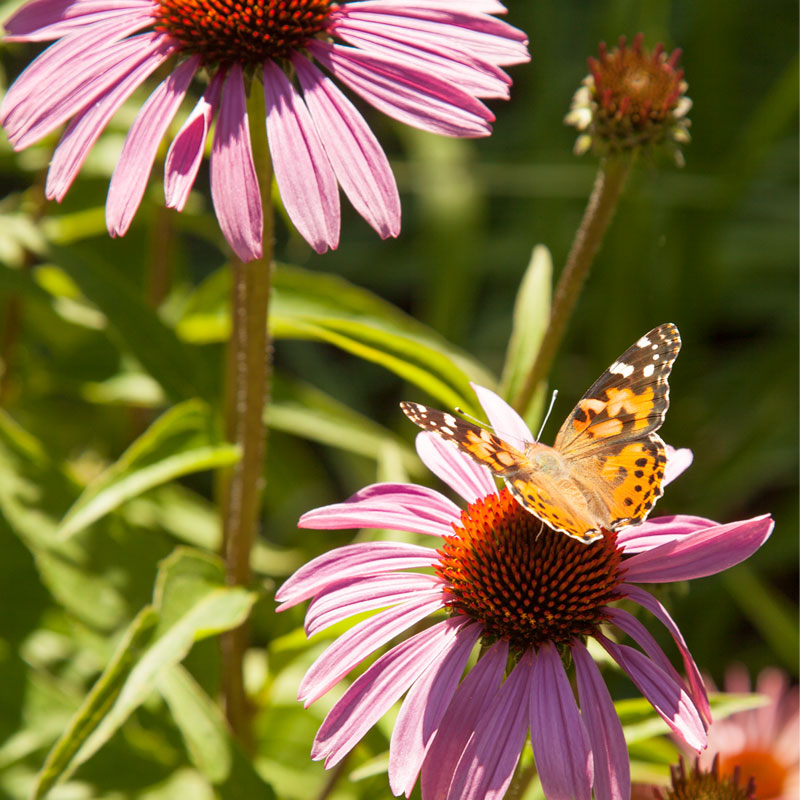 Butterfly Garden Wildflower Mix (1/4 lb) - Grow Organic Butterfly Garden Wildflower Mix (1/4 lb) Flower Seeds