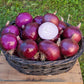 Cabernet Onion Seeds (Organic) - Grow Organic Cabernet Onion Seeds (Organic) Vegetable Seeds