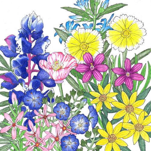 California Low-Growing Native Wildflower Mix California Low-Growing Native Wildflower Mix (lb) Flower Seeds