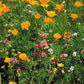 California Native Wildflower Mix (pack) - Grow Organic California Native Wildflower Mix (pack) Flower Seeds