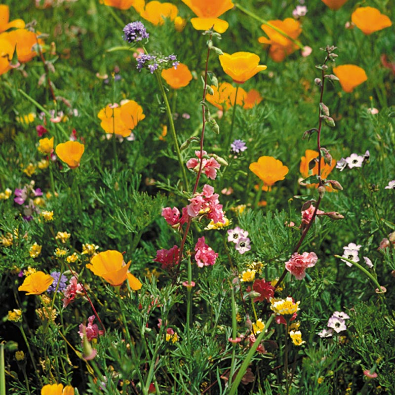 California Native Wildflower Mix (pack) - Grow Organic California Native Wildflower Mix (pack) Flower Seeds